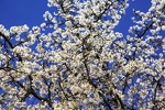 cerisiers en fleur fougerolles