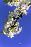 cerisiers en fleur fougerolles